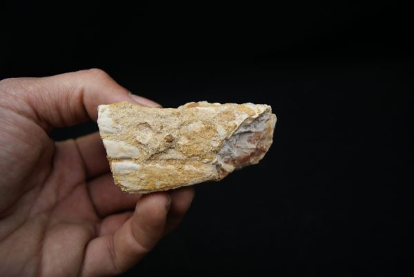 Maxilar de Spinosaurus aegyptiacus