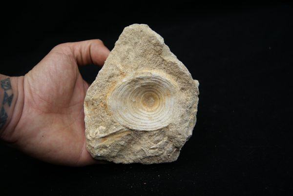 Vértebra de Enchodus libycus