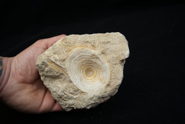 Vértebra de Enchodus libycus