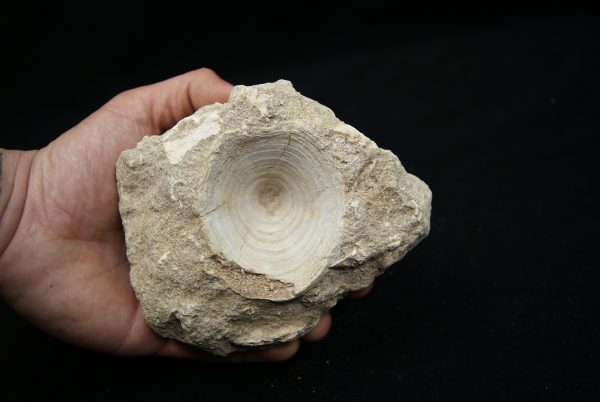 Vértebra de Enchodus libycus