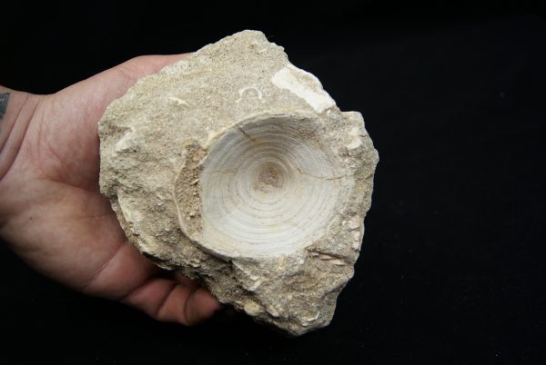 Vértebra de Enchodus libycus