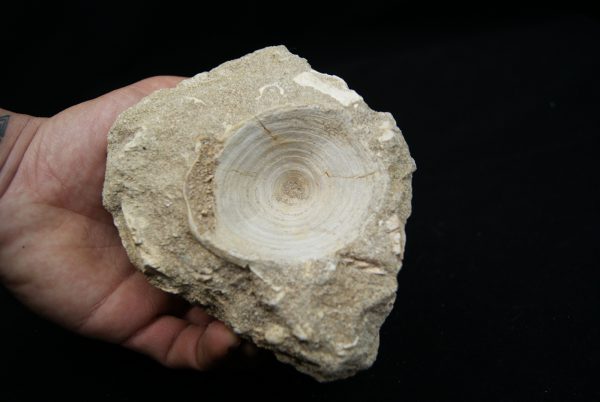 Vértebra de Enchodus libycus