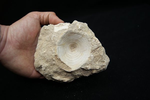 Vértebra de Enchodus libycus