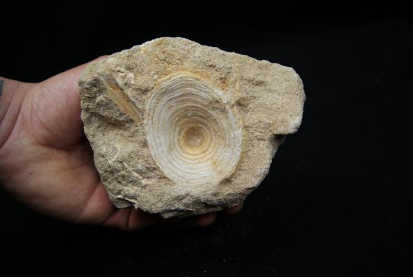 Vértebra de Enchodus libycus