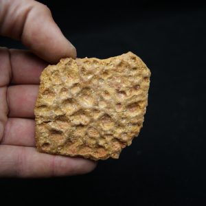 Escudo de piel de cocodrilo