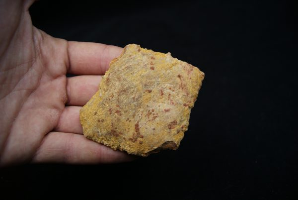 Escudo de piel de cocodrilo