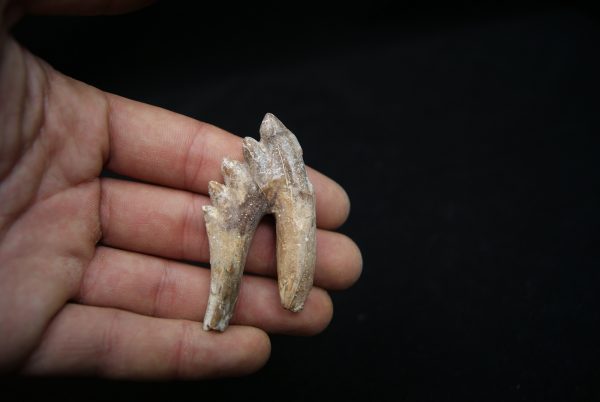 Molar de Basilosaurus