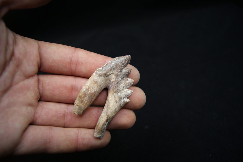 Molar de Basilosaurus