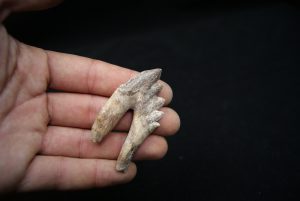 Molar de Basilosaurus