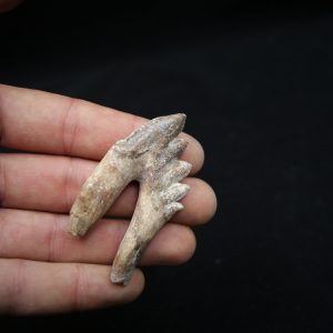 Molar de Basilosaurus