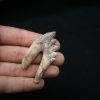 Molar de Basilosaurus