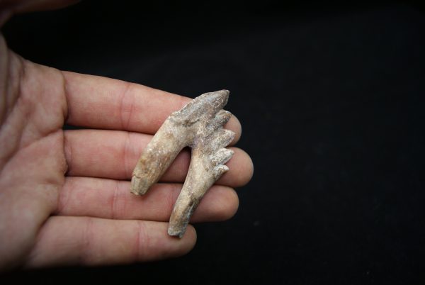 Molar de Basilosaurus