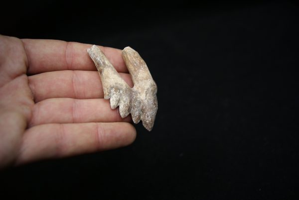 Molar de Basilosaurus