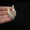Molar de Basilosaurus