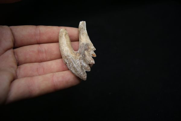 Molar de Basilosaurus