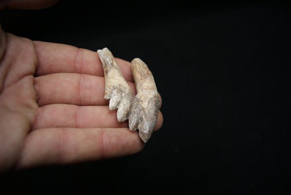 Molar de Basilosaurus