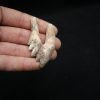 Molar de Basilosaurus