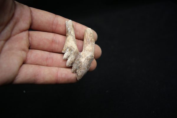 Molar de Basilosaurus