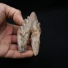 Molar de Basilosaurus