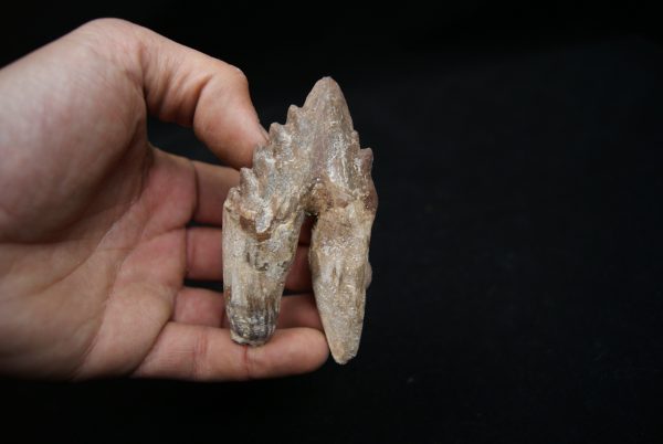 Molar de Basilosaurus