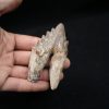 Molar de Basilosaurus