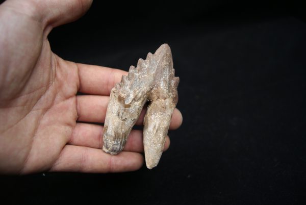 Molar de Basilosaurus