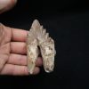 Molar de Basilosaurus
