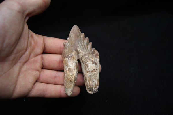 Molar de Basilosaurus