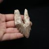 Molar de Basilosaurus