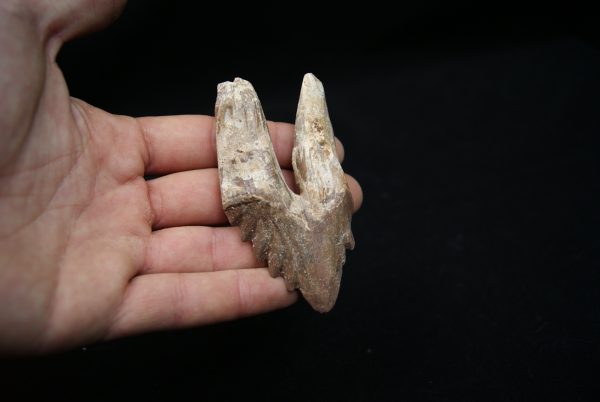 Molar de Basilosaurus