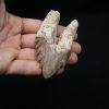 Molar de Basilosaurus