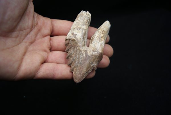 Molar de Basilosaurus