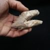 Molar de Basilosaurus