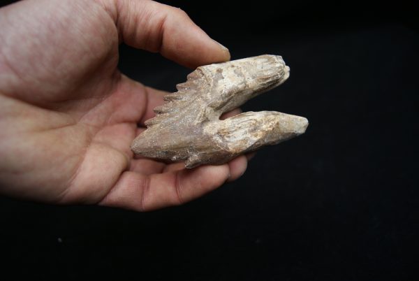 Molar de Basilosaurus