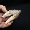 Molar de Basilosaurus