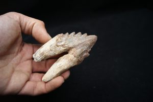 Molar de Basilosaurus
