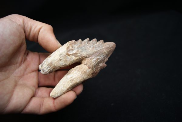 Molar de Basilosaurus