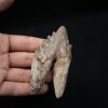 Molar de Basilosaurus