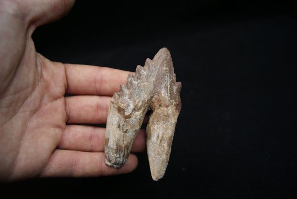 Molar de Basilosaurus