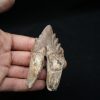 Molar de Basilosaurus