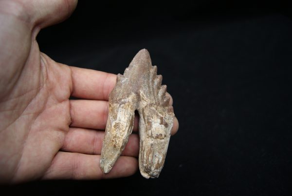 Molar de Basilosaurus