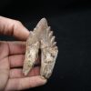 Molar de Basilosaurus