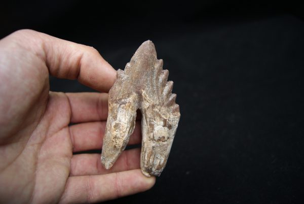 Molar de Basilosaurus