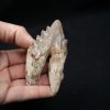 Molar de Basilosaurus