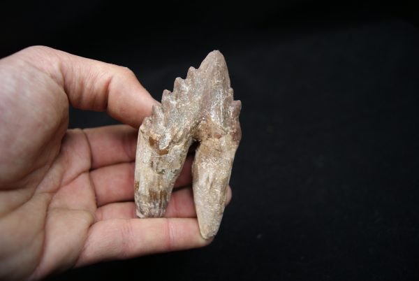 Molar de Basilosaurus