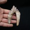 Molar de Basilosaurus
