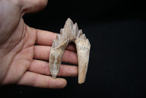 Molar de Basilosaurus