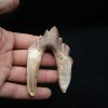 Molar de Basilosaurus