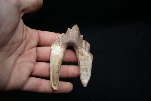 Molar de Basilosaurus