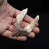 Molar de Basilosaurus